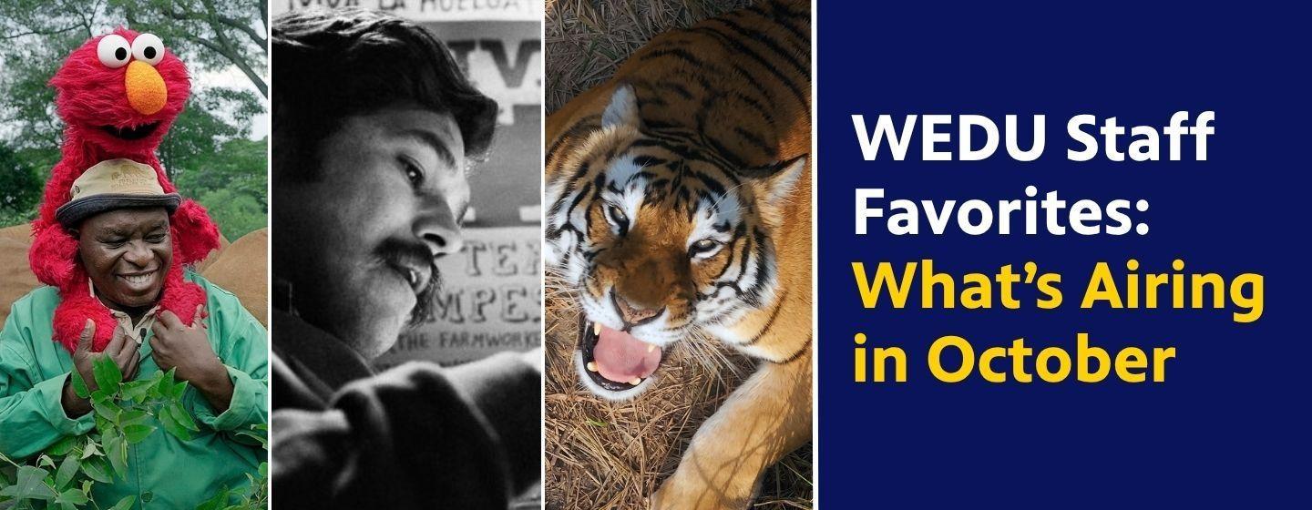 Collage image: Elmo in Africa sitting on the shoulders of a man, American Pachuco, bengal tiger looking up at the camera, WEDU Staff Favorites
