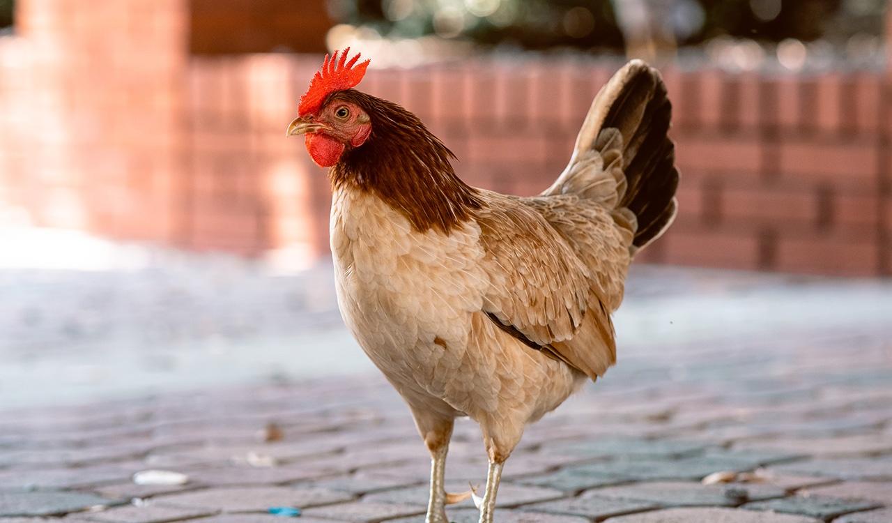 An Ybor City rooster on a cobbled street