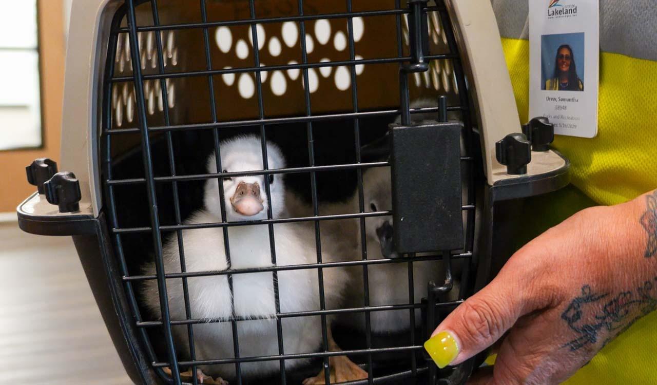 Baby swan in a carrier