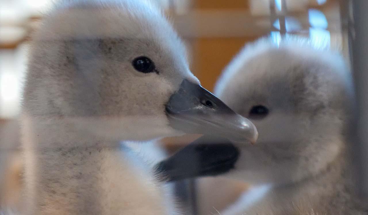 Two baby swans