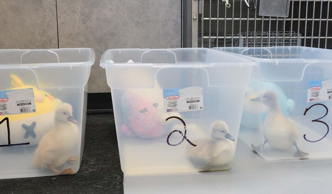 Baby swans in numbered, plastic holding containers