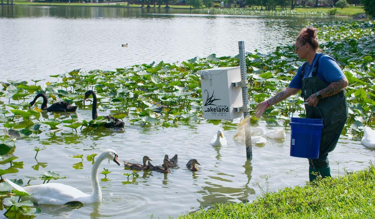 Lakeland "Swan Mom" feeding swans on the lakeshore