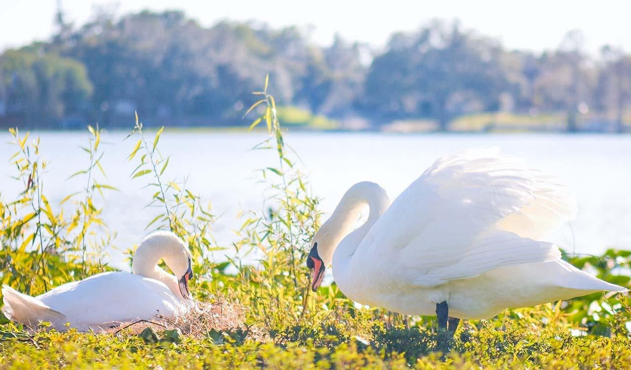 Two swans greeting each other on grass in front of a lake