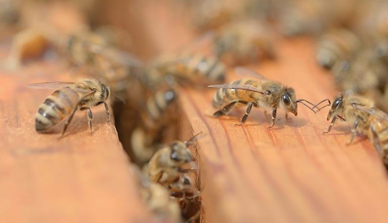 Bees on wood
