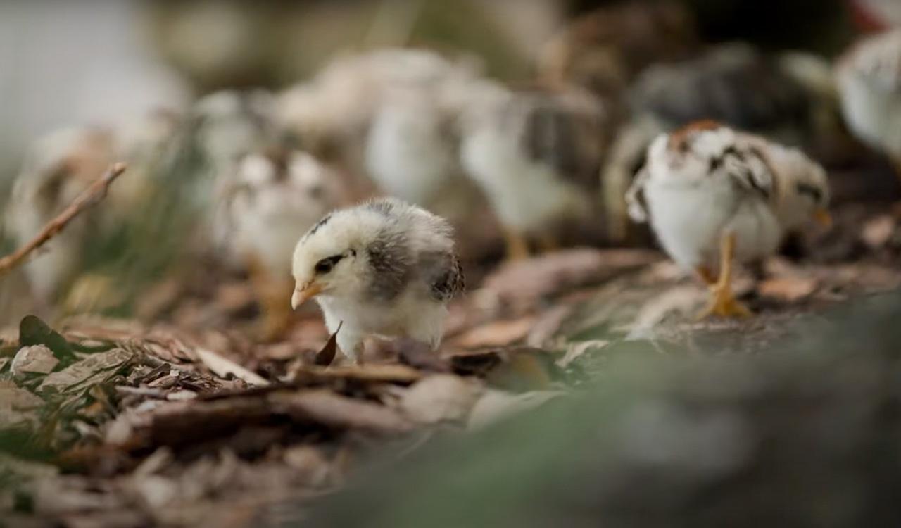 Baby chicks walking in twigs and leaves