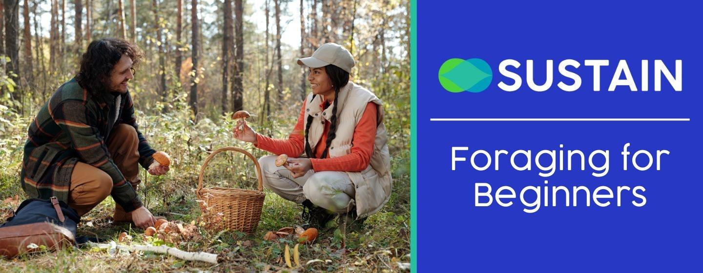 Two people in the forest, foraging mushrooms