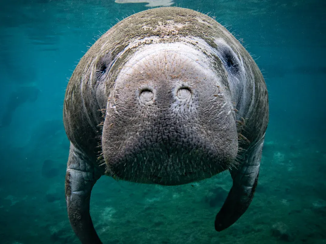 Manatee looking directly at the camera