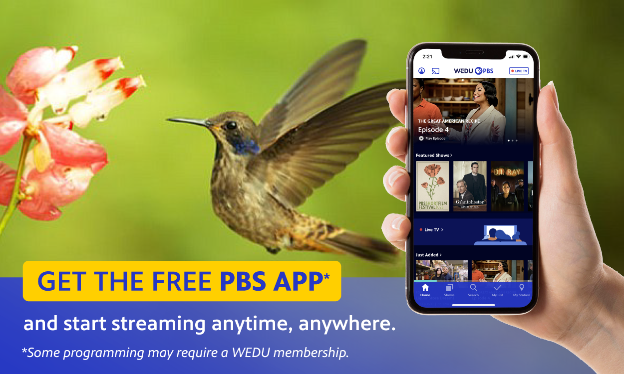PBS App on a mobile phone, hummingbird in the background