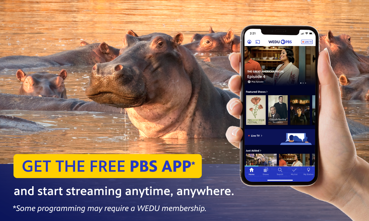 A mobile phone with the PBS App open, hippos swimming in the background