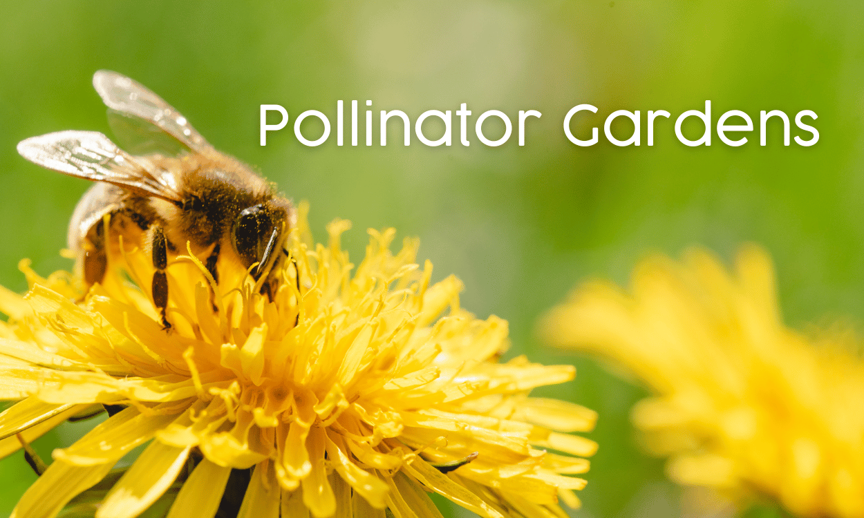 Pollinator Gardens Blog | Bee on a yellow flower