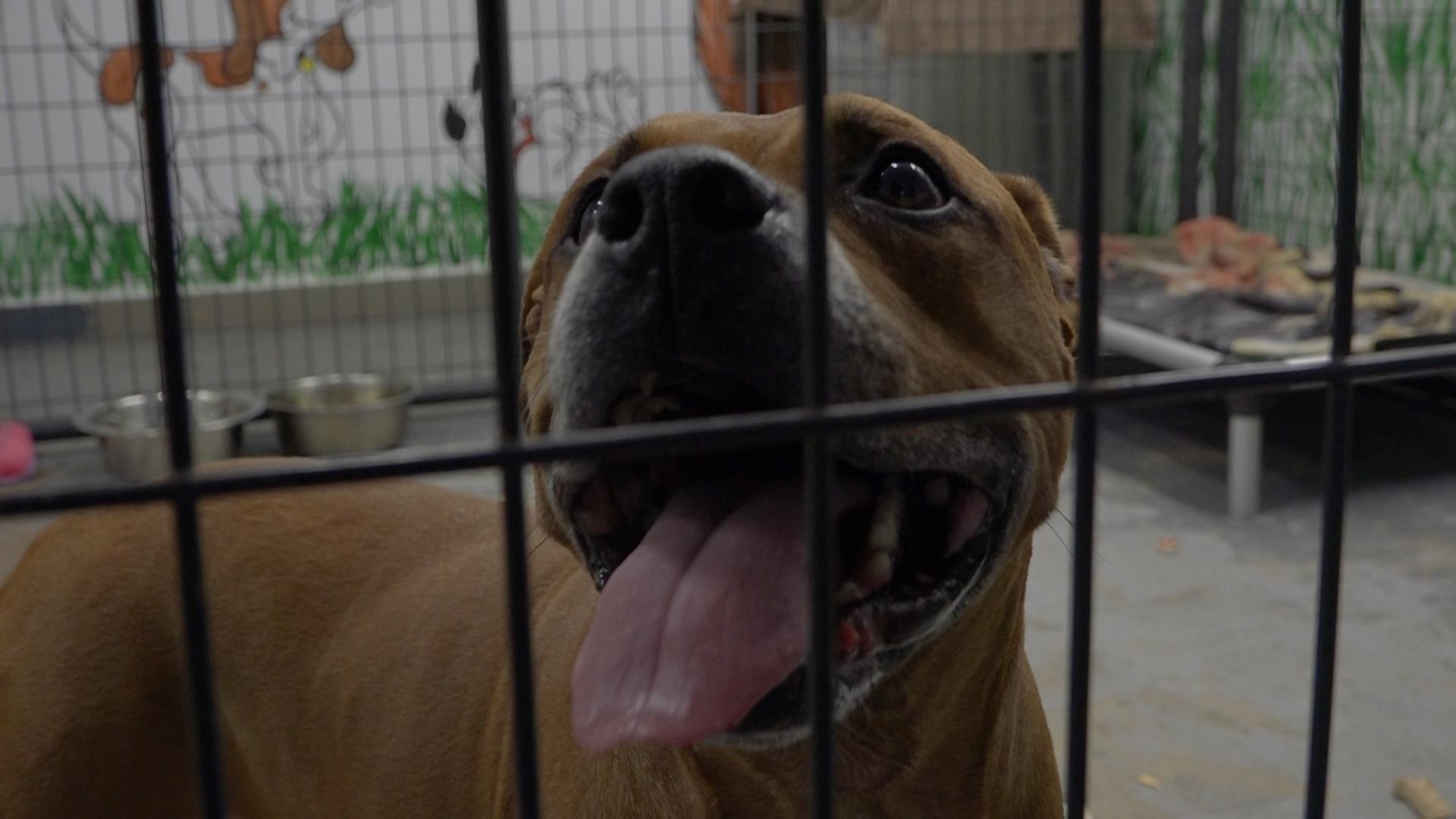 Overflow at the Carbon County Animal Shelter