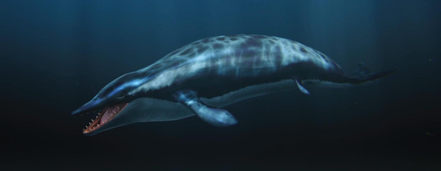 When Whales Walked: A Dorudon swimming deep in the ocean