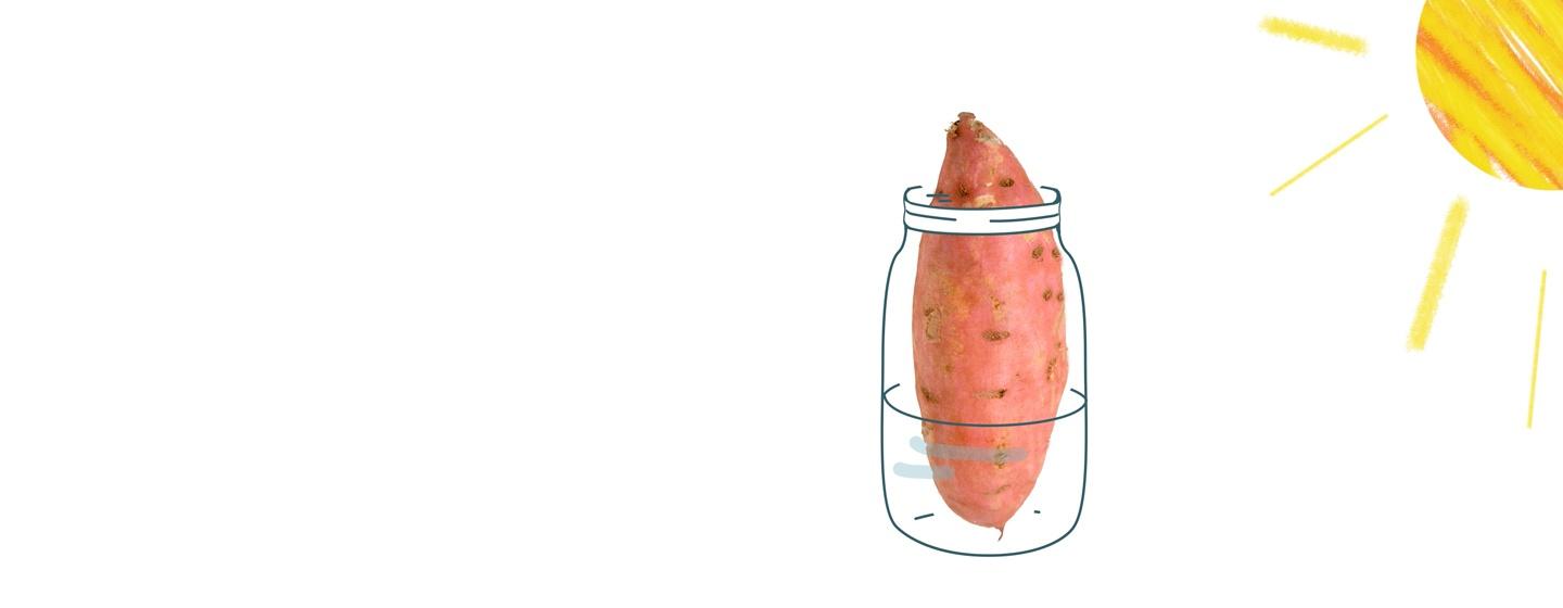 Sweet Potato illustration with sunshine