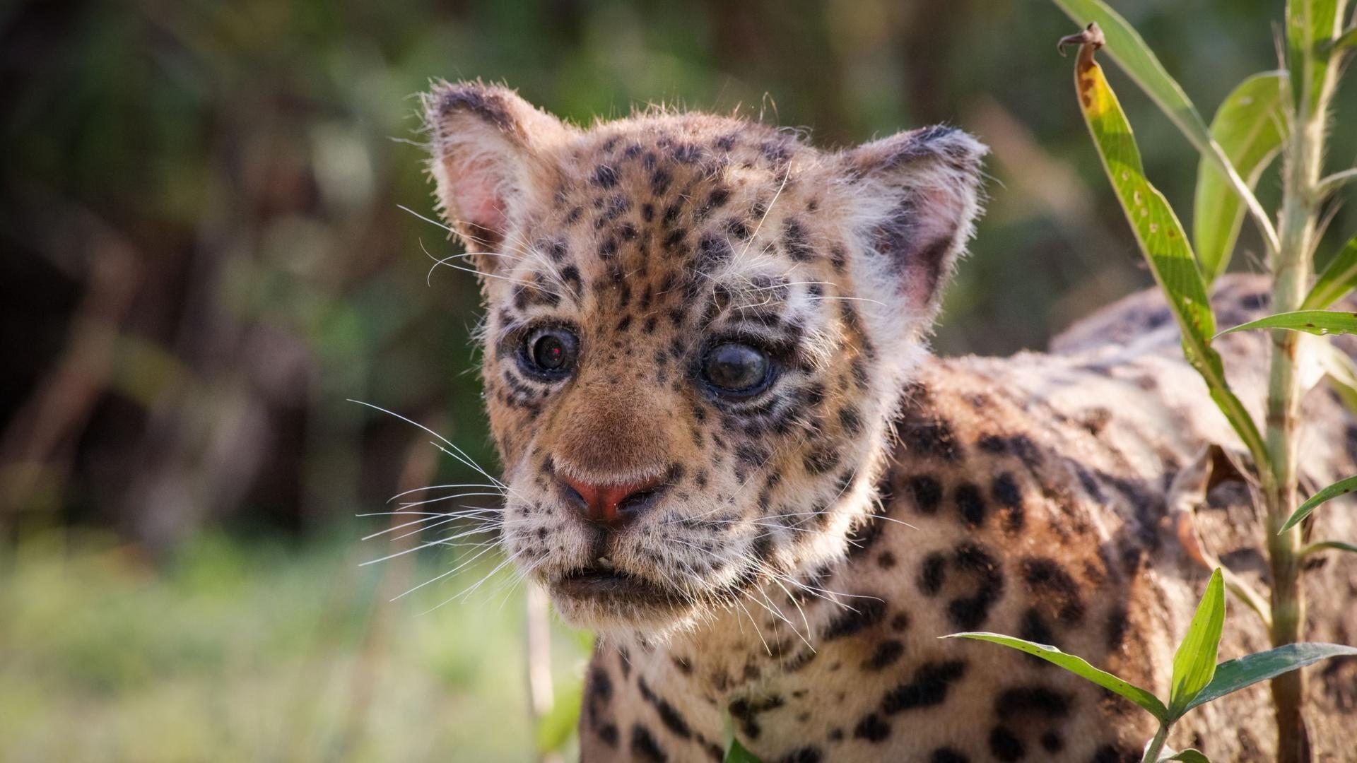 A camera is disguised as a leopard cub.