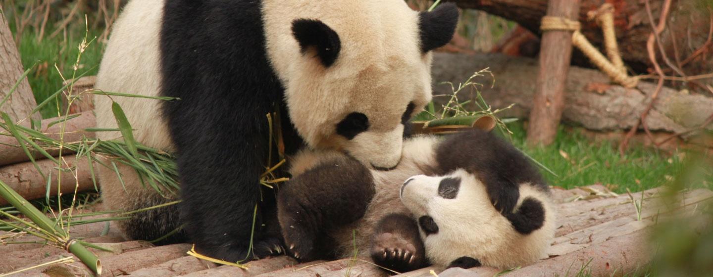 An older Panda and Cub  are seen playing. The older one sits over the younger one.