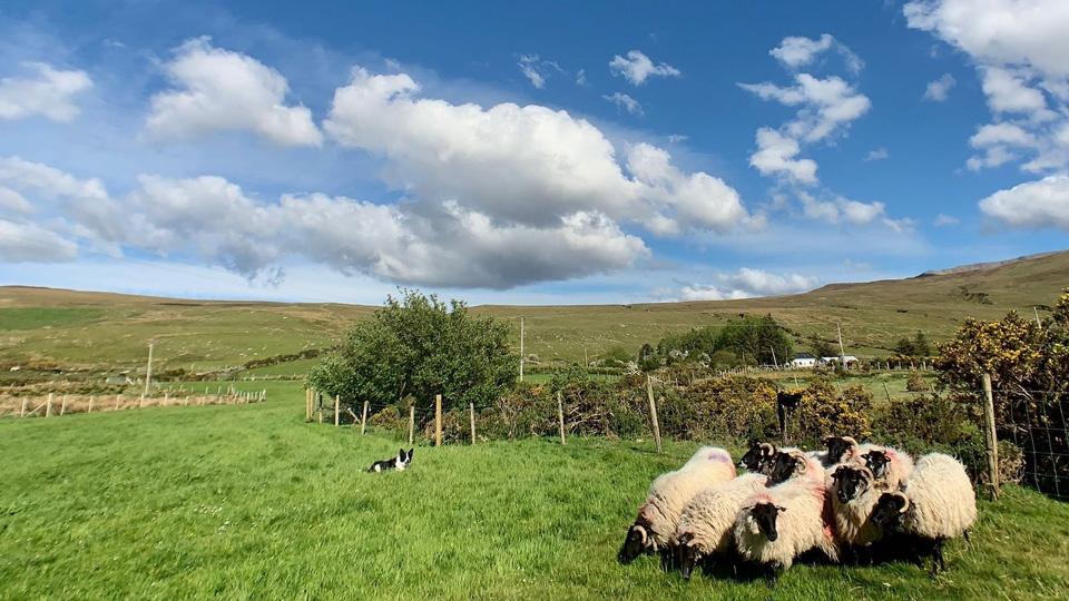 Sheep and a dog laying on the grass in Ireland