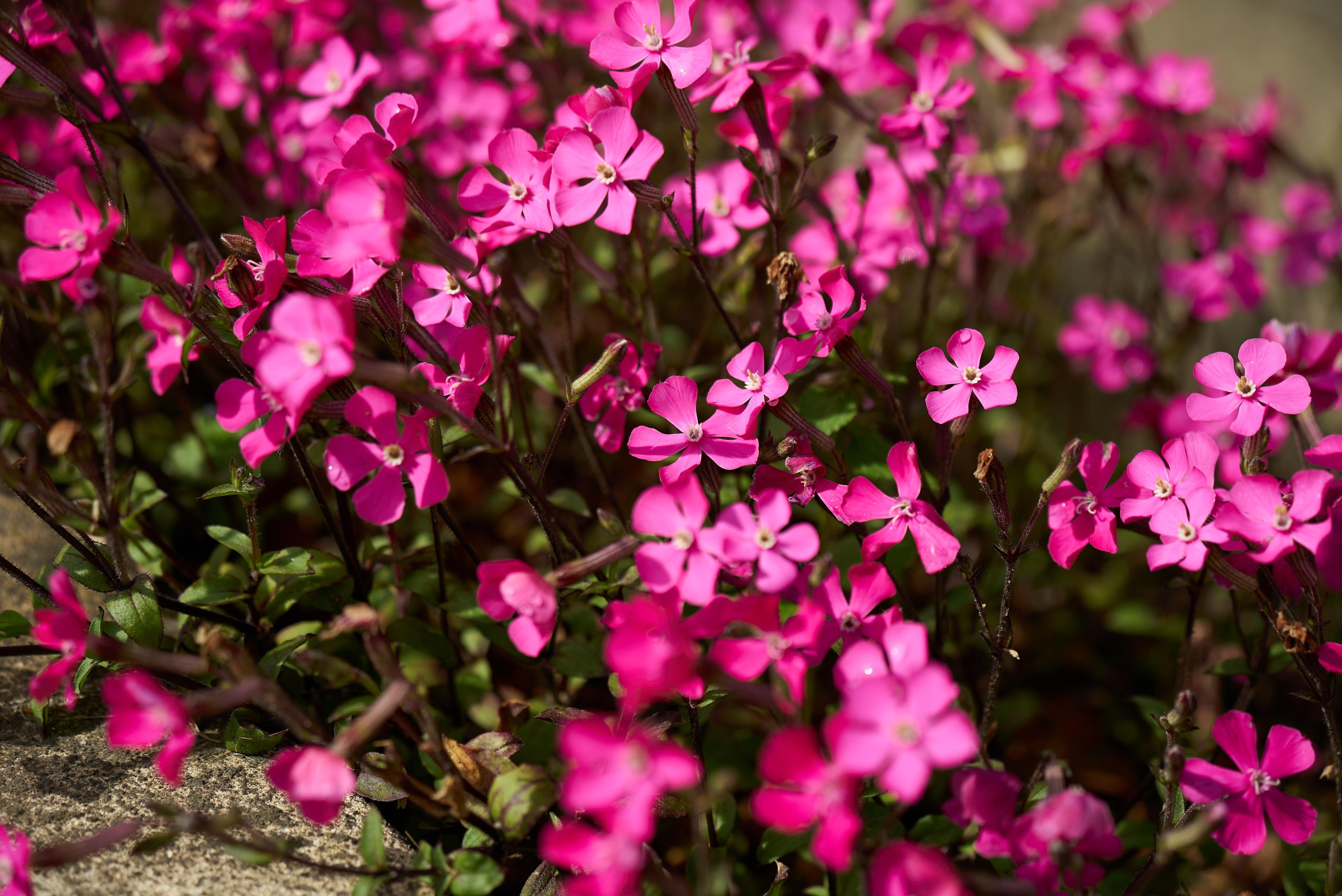 Pink flowers called Phlox Subulate (Moss Phlox)