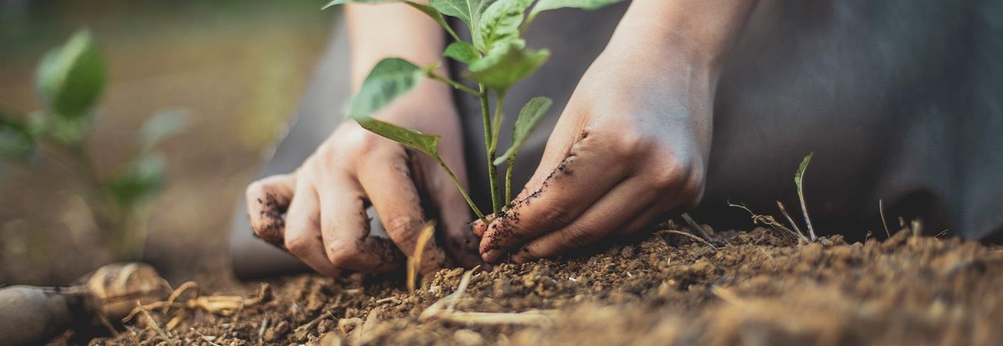 White hands planting a green plant in dirt