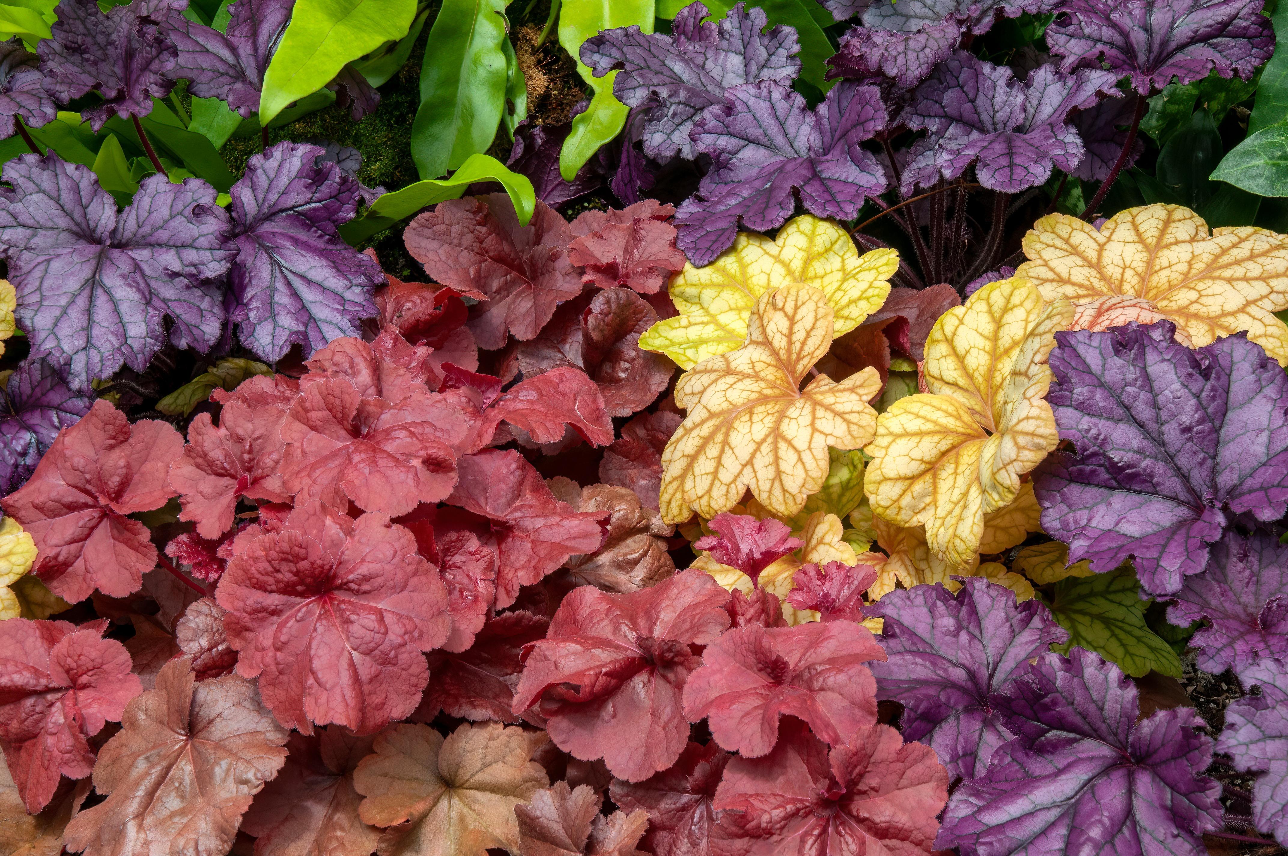 Purple, red, yellow, and brown Coral Bells with green leaves