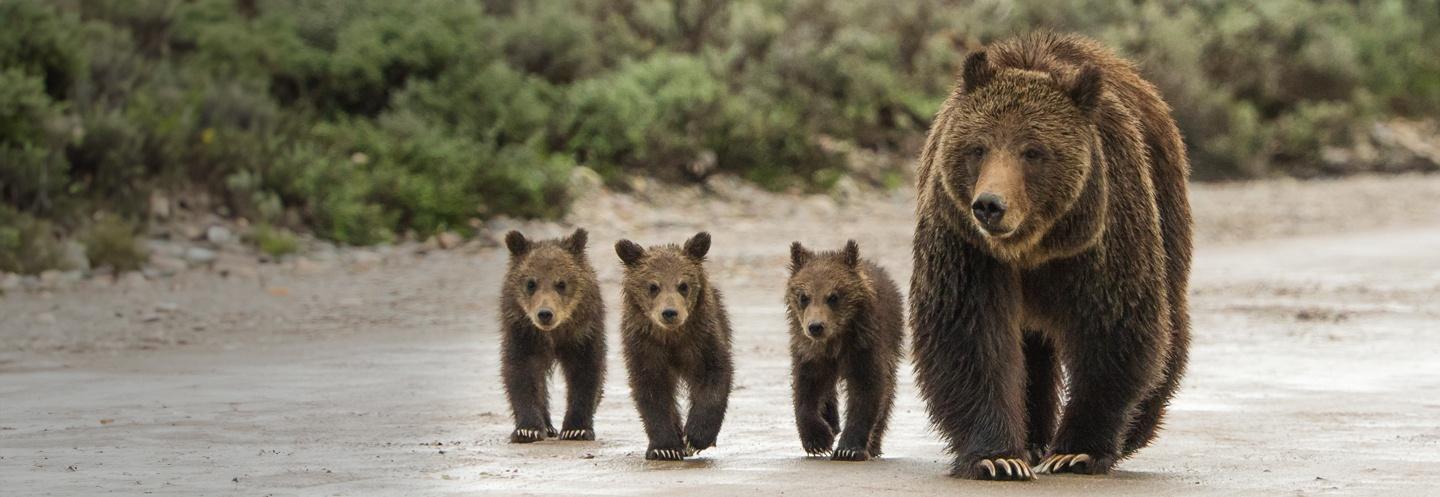 3 grizzly cubs walking beside their mom