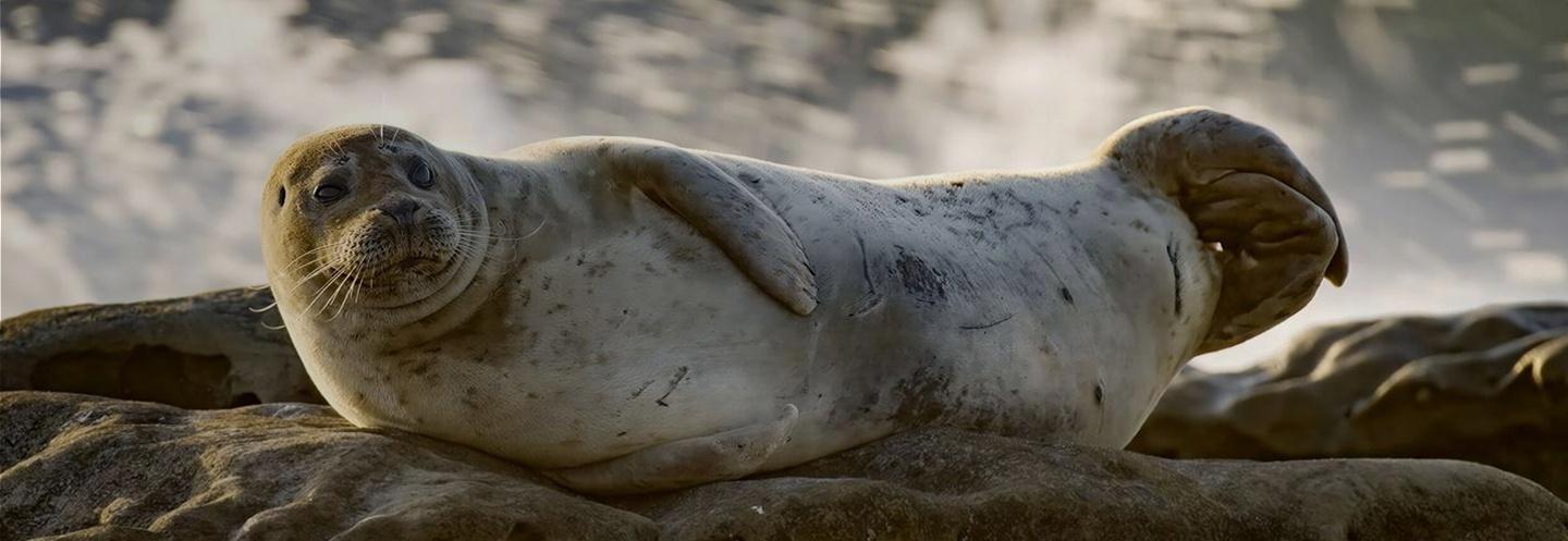 Photo of a seal laying down on its side