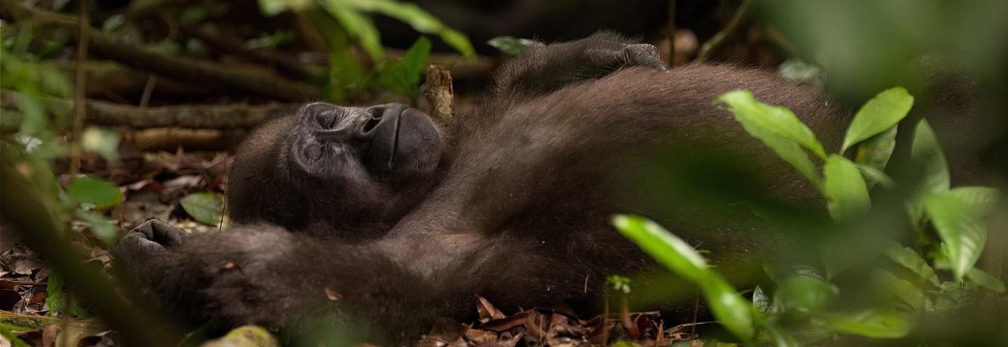 Silverback gorilla sleeping on it's back on the ground of the forest