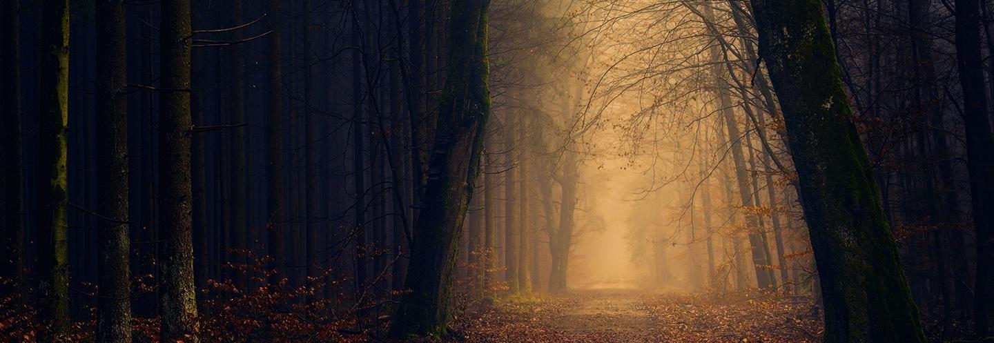 An eerie picture of a path in the woods, covered in autumn leaves