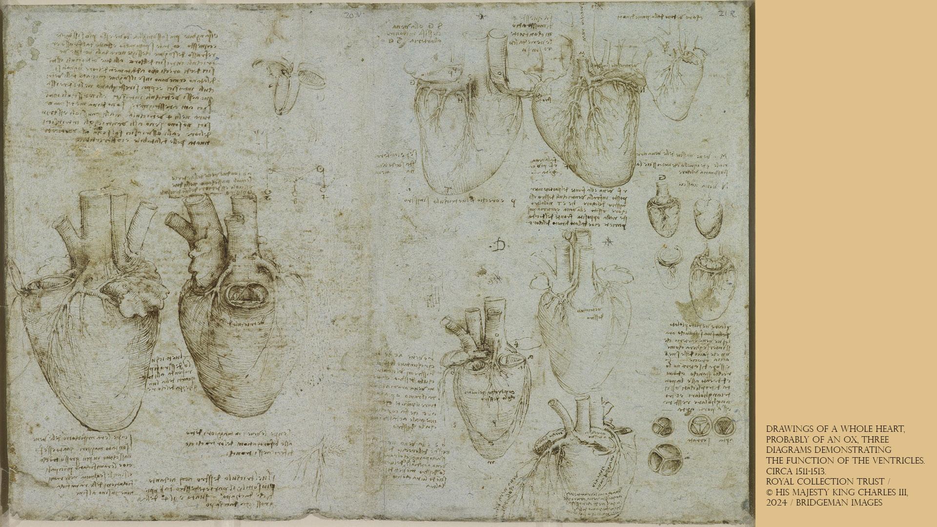 Drawings of a whole heart, probably of an ox. Three diagrams demonstrating the function of the ventricles, circa 1511-1513.