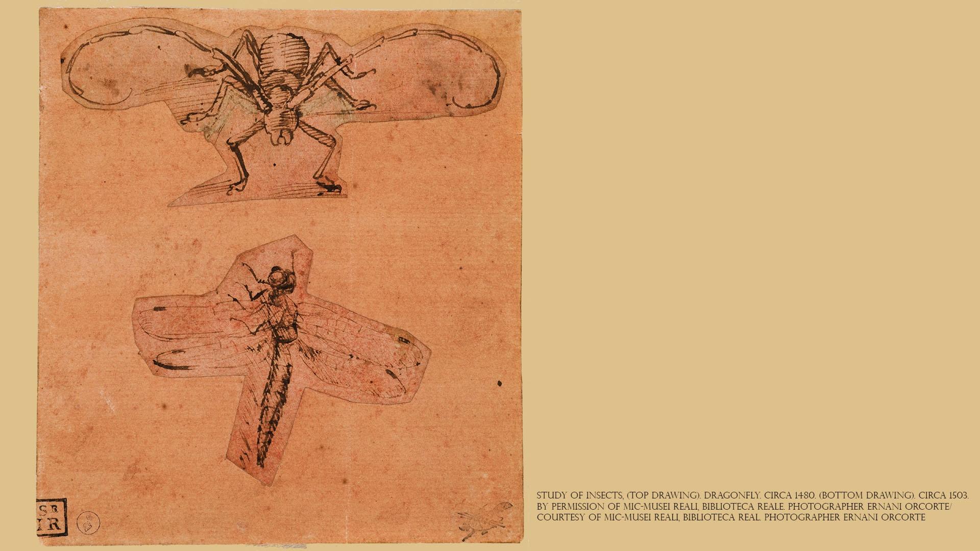 Study of Insects (top drawing) circa 1480. Dragonfly, (bottom drawing) circa 1503