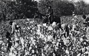 Photo of slaves picking cotton in fields