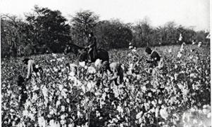 Slaves picking cotton