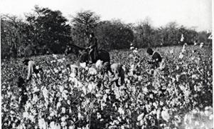 Slaves picking cotton