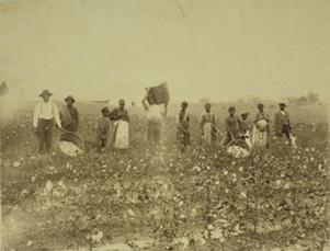 Picking Cotton in Fields