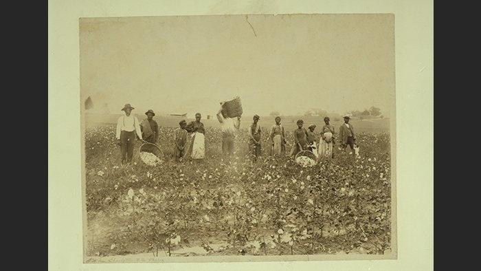 Historical photograph of slaves working in the cotton fields.