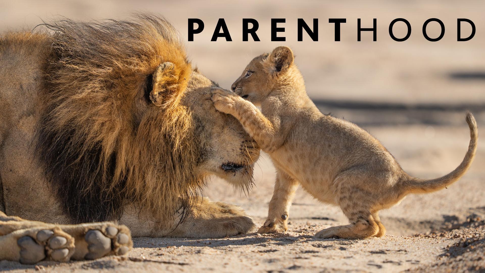 Nature: Parenthood