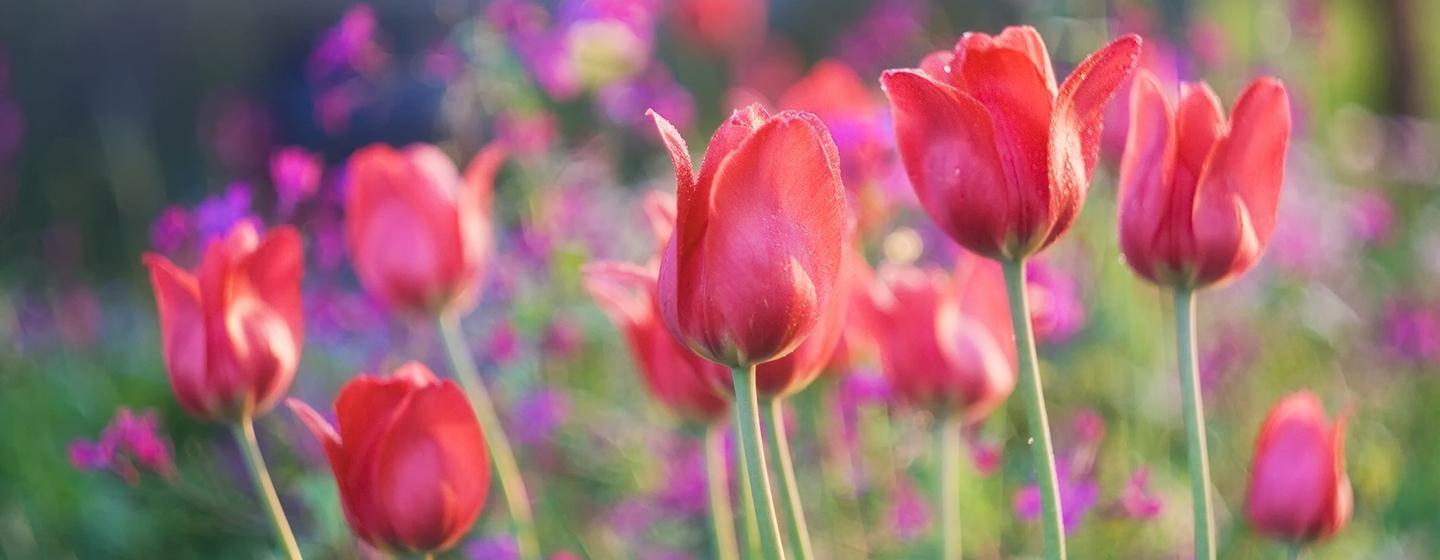 Spring tulips