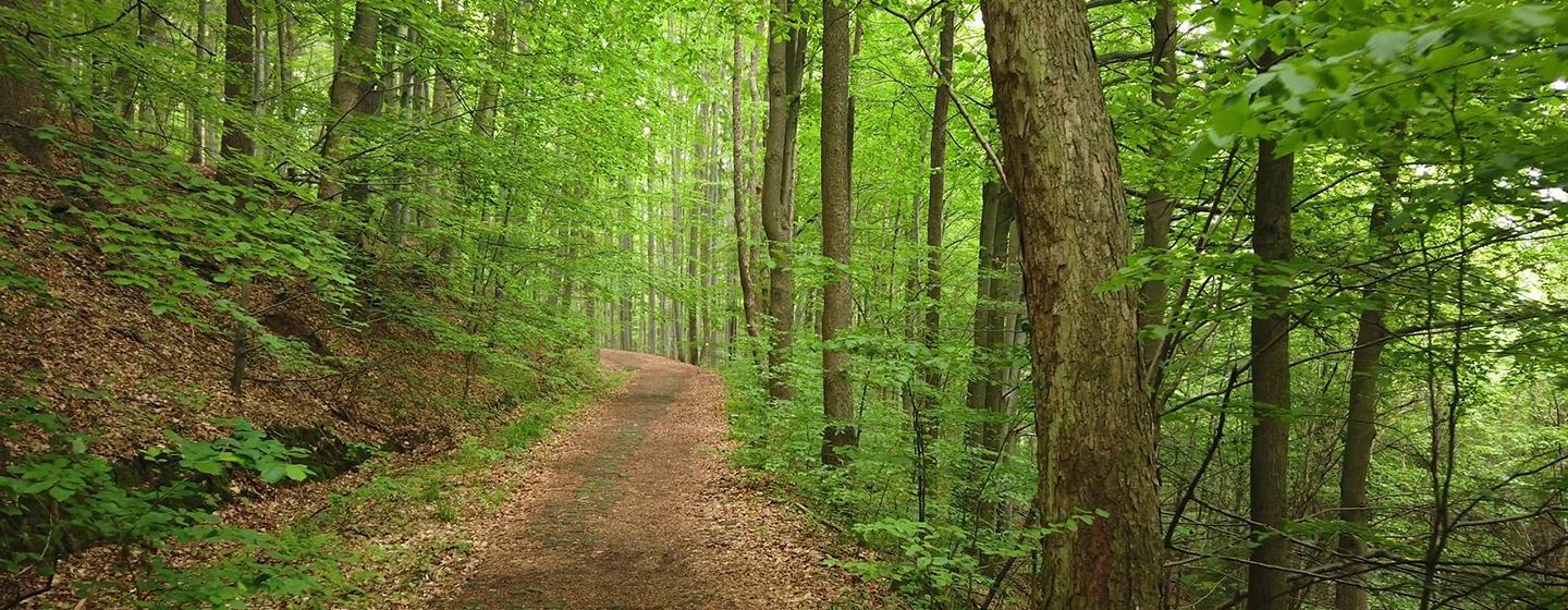 State Forests to Explore in Northeast Ohio and Western Pennsylvania