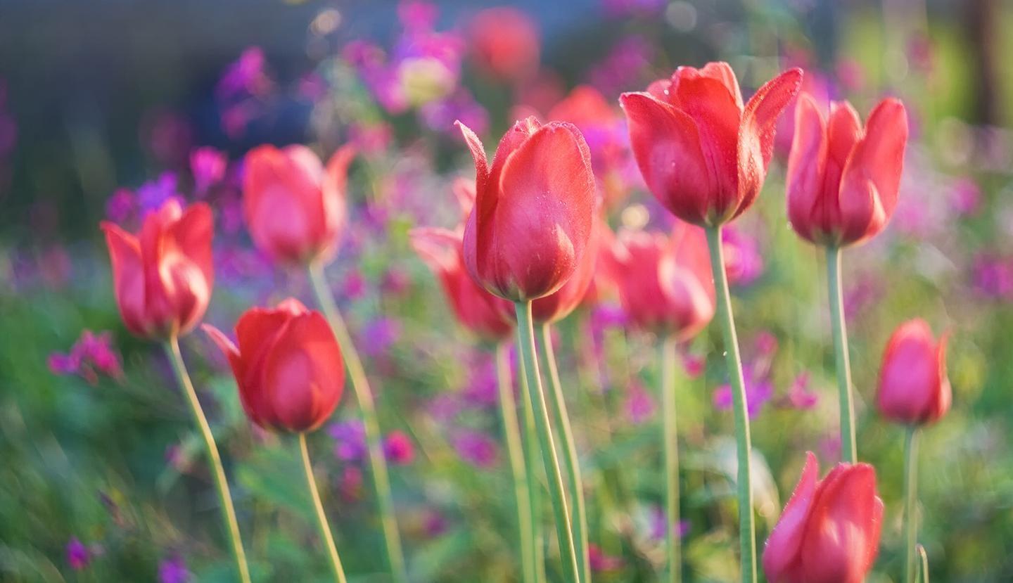 Spring tulips