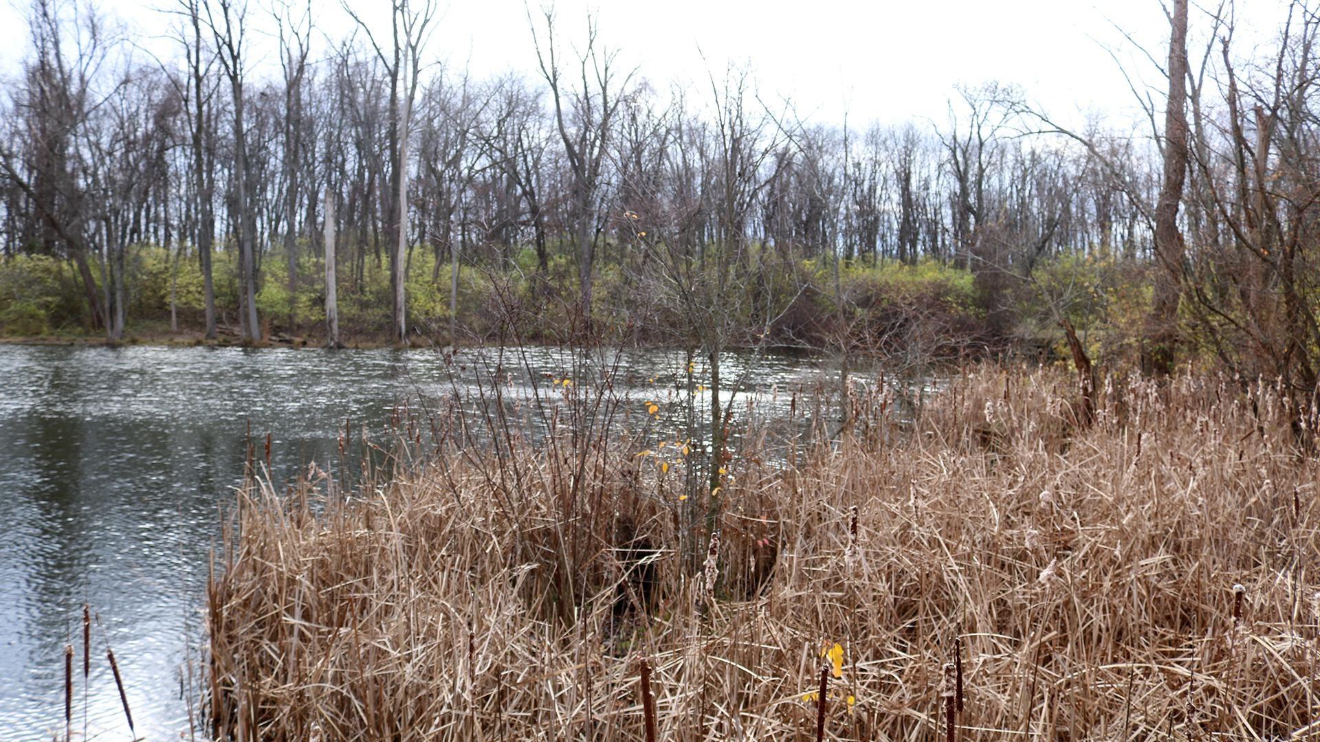 Wetland Wonders: A Walk & Talk and Screening Experience at KSU Stark