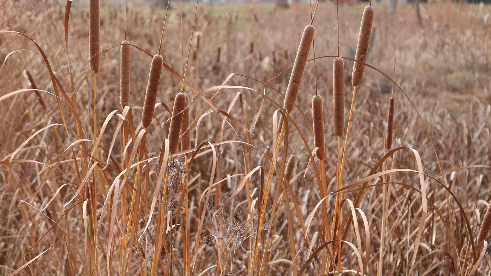 By Nature’s Design: Exploring Our Region’s Wildlife