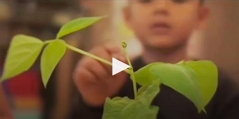 Growing Plants - Sid the Science Kid