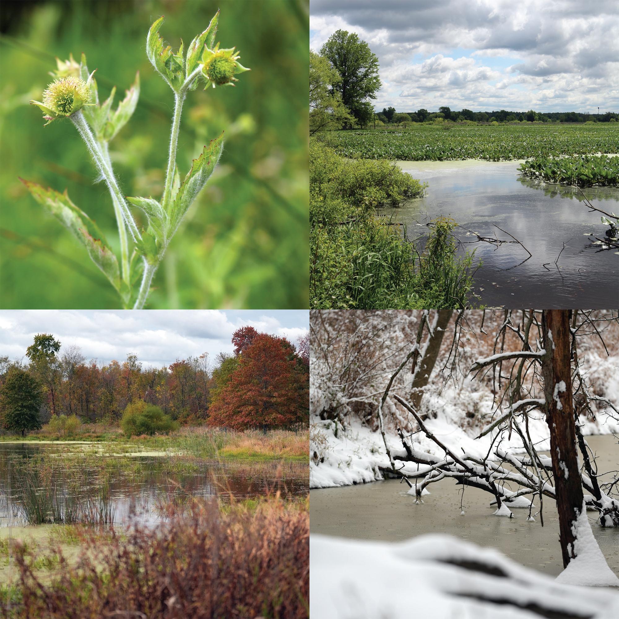 Wetlands: Seasons of Change