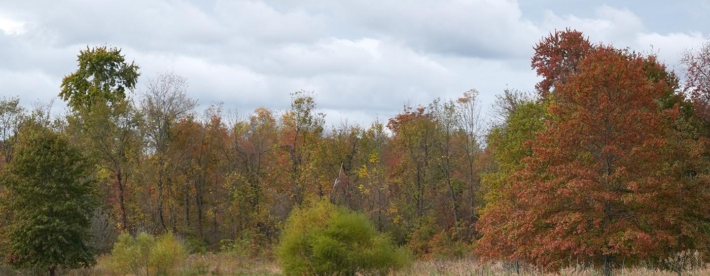 By Nature’s Design