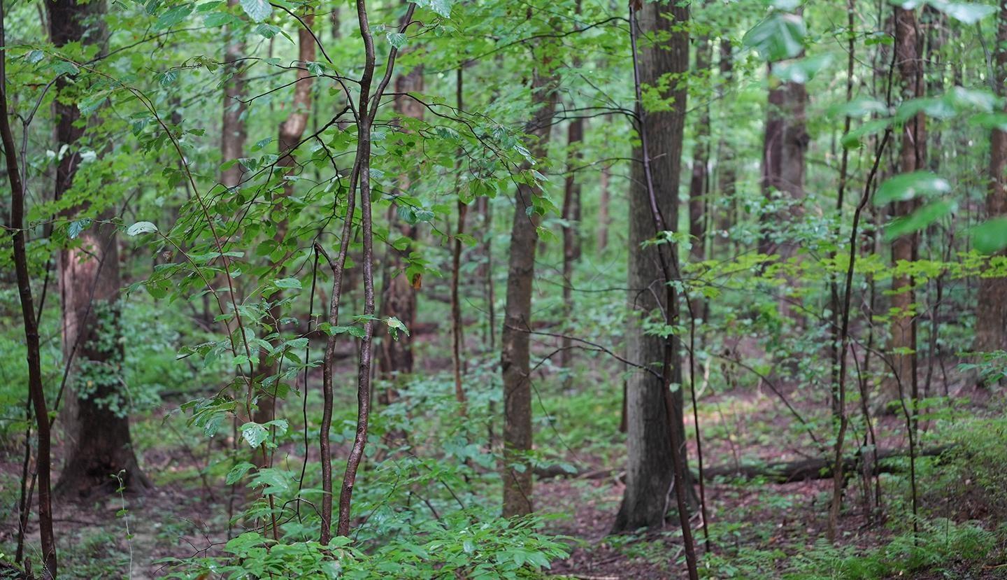 By Nature's Design: Inside the Forest