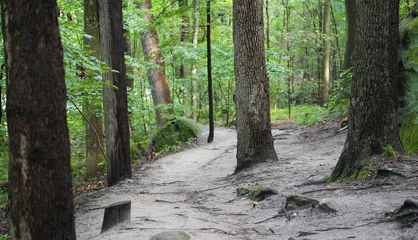 By Nature's Design: Inside the Forest