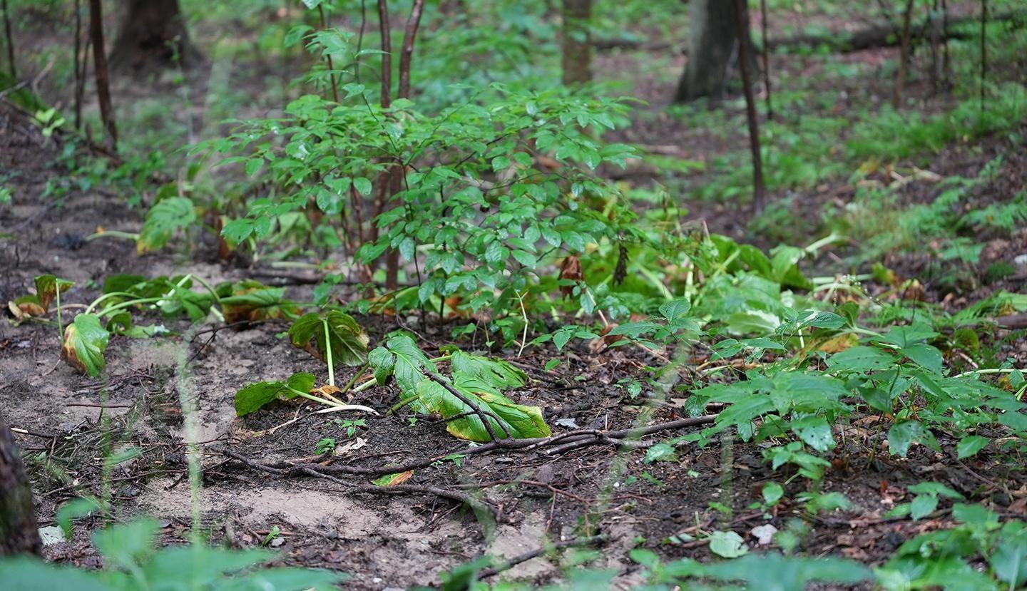 By Nature's Design: Inside the Forest