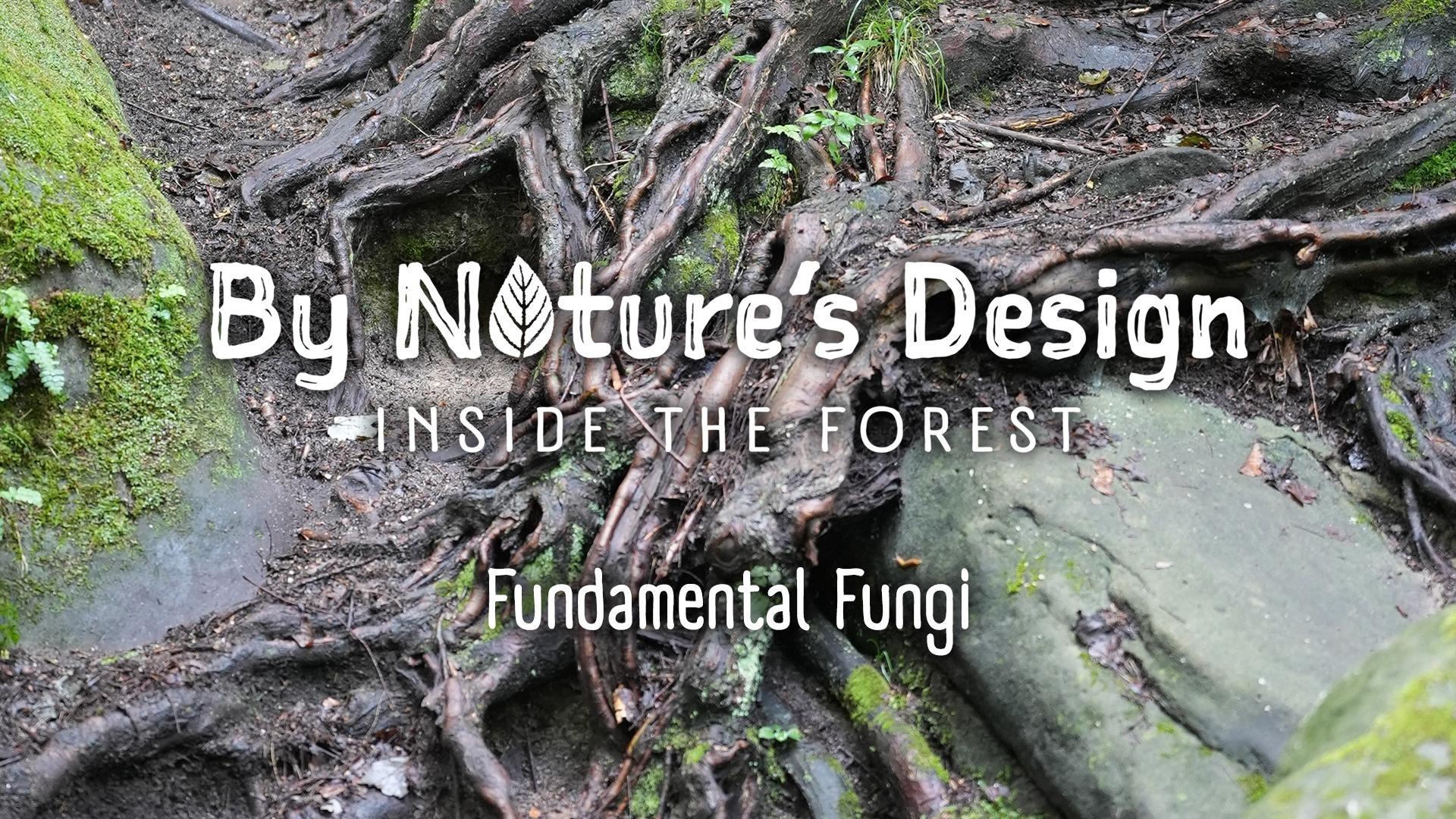 Fundamental Fungi