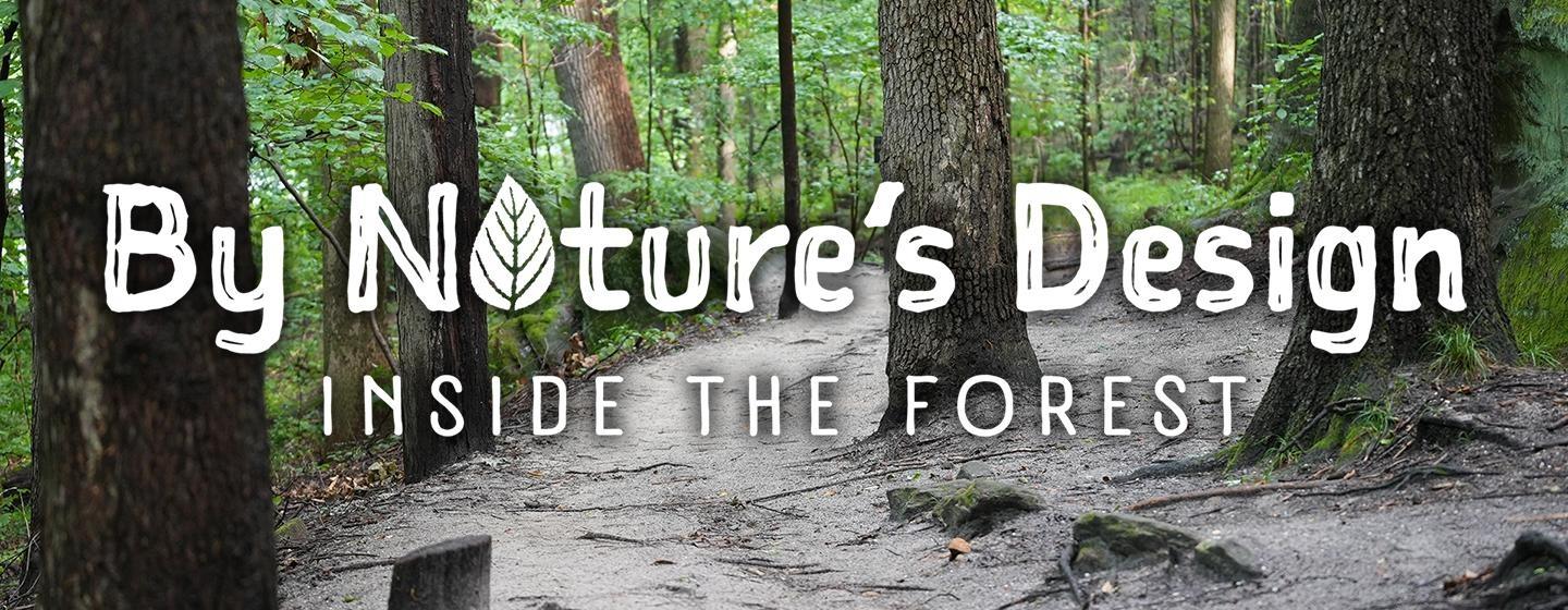 By Nature’s Design: Inside the Forest
