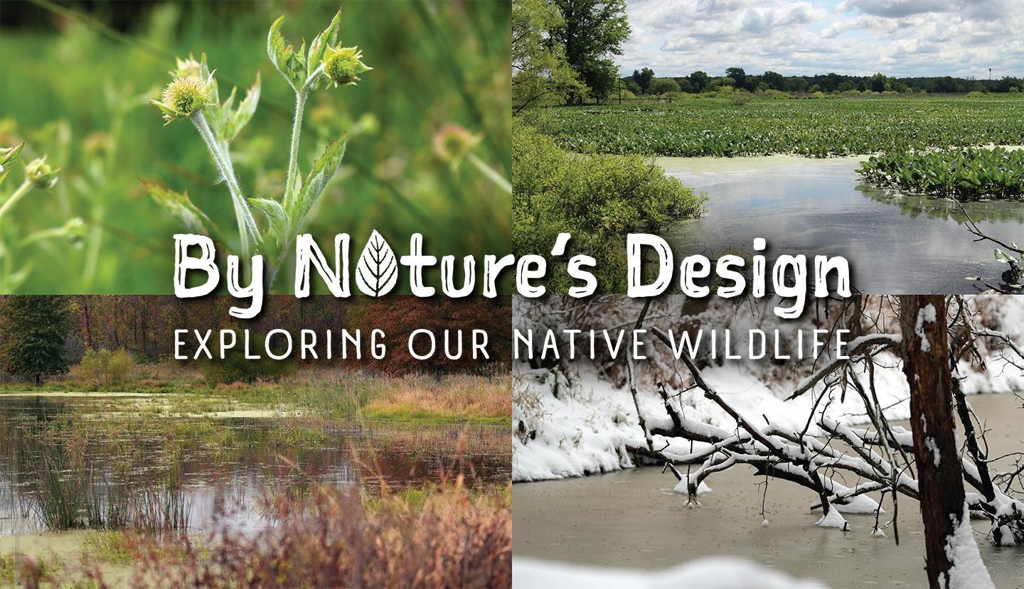 Wetlands: Seasons of Change