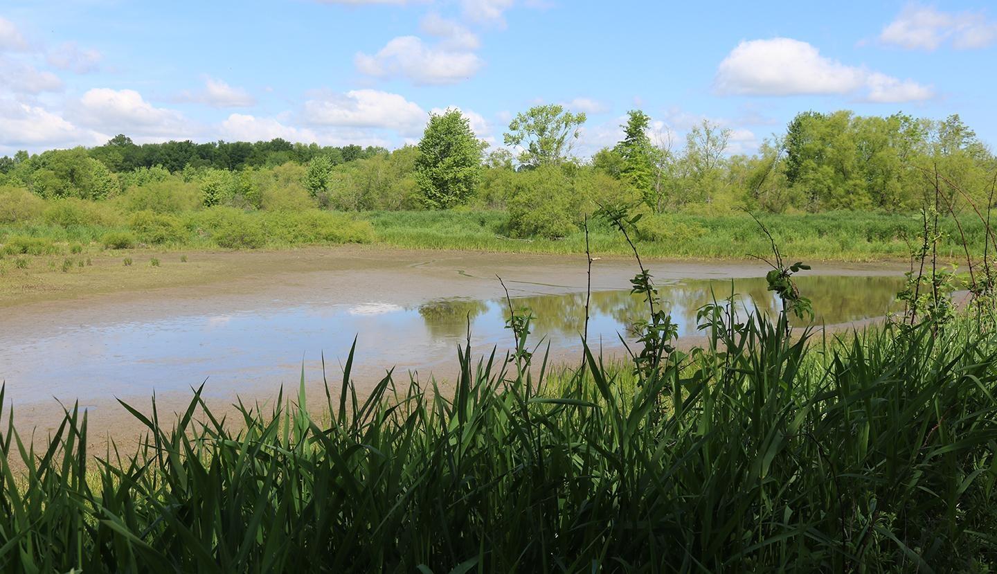 By Nature’s Design: Exploring Our Native Wildlife — Native & Invasive Species of the Wetlands